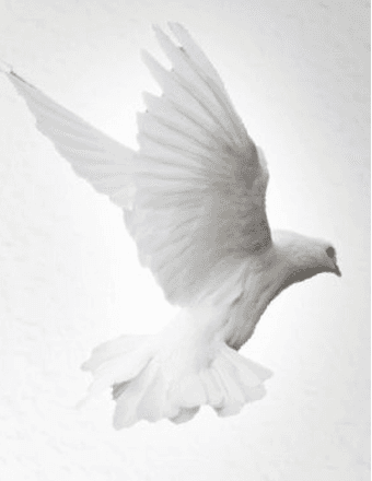 Joyce Ann Nelson Obituary