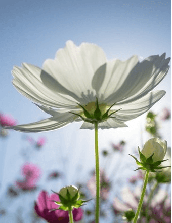 Eva J Cintron Obituary