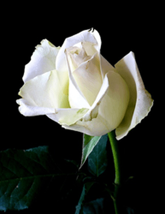 Catalina Avelina Huasasquiche Obituary