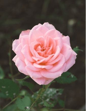 Ruth Hinton Obituary